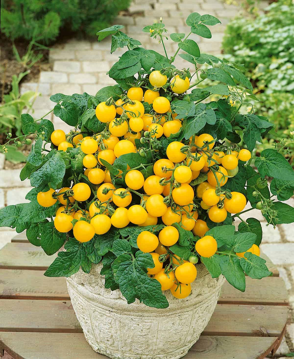 Tomate Yellow Cherry