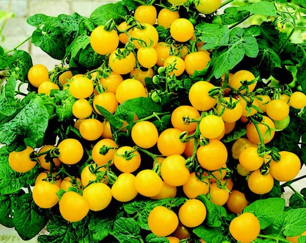 Tomate Yellow Cherry